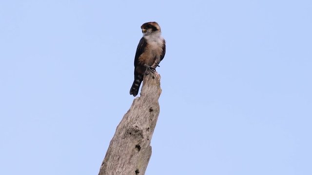 The Black-thighed Falconet is one of the smallest birds of prey found in the forests in some countries in Asia; feeding on insects, small birds, lizards and other small animals.
