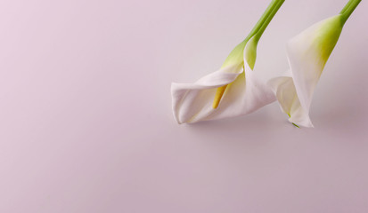 Gentle beautiful white callas on a light pink background.