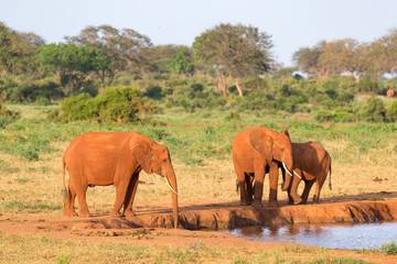 Naklejka na ściany i meble A family of red elephants at a water hole in the middle of the savannah