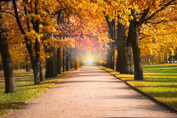 Gloden Autumn season with Beautiful romantic alley in a park with colorful trees and sunlight....