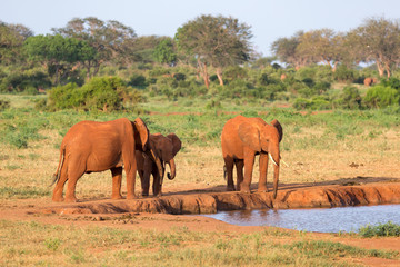 A family of red elephants at a water hole in the middle of the savannah