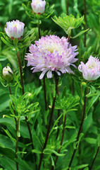 Aster flowers close-up view