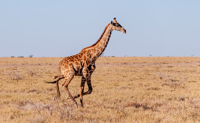 A galloping Giraffe - Giraffa Camelopardalis- on the plains of Etosha National Park, Namibia.