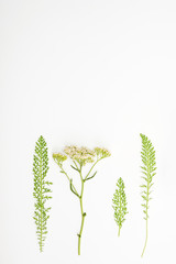 Yarrow herb on a white background.