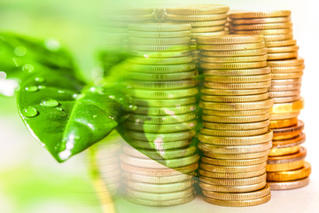 Green plant on the background of money . The concept of environmental protection .