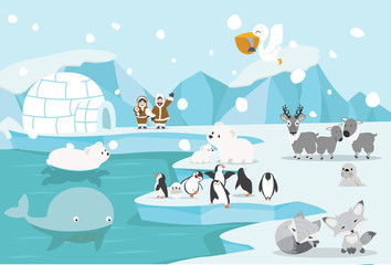 animaux pôle nord paysage arctique