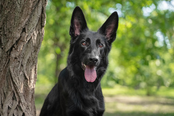 portrait black German shepherd puppy for a walk in the park