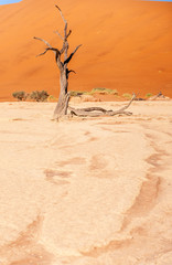 Dead Trees against against the red backdrop of the towering sand dunes of Namibia's Deadvlei