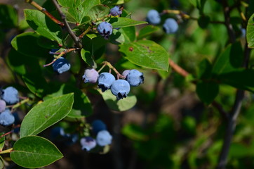 Blueberries - delicious, healthy berry fruit. Vaccinium corymbosum, high huckleberry bush. Blue ripe fruit on the healthy green plant