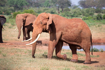 Fototapeta na wymiar A family of red elephants at a water hole in the middle of the savannah