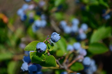 Blueberries - delicious, healthy berry fruit. Vaccinium corymbosum, high huckleberry bush. Blue ripe fruit on the healthy green plant