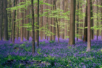 Blooming bluebells cover forest in spring