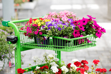 Assortment of brightly colored summer flowers
