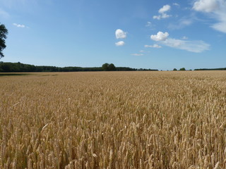 grain field, in summer just before the harvest in northern germany