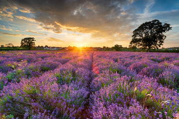 Stunning sunset over fields of Lavender in Somerset