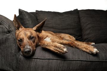 bored dog in sofa