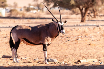 An Oryx - Oryx gazella- grazing in the Namibian desert near the Sesriem campsite.