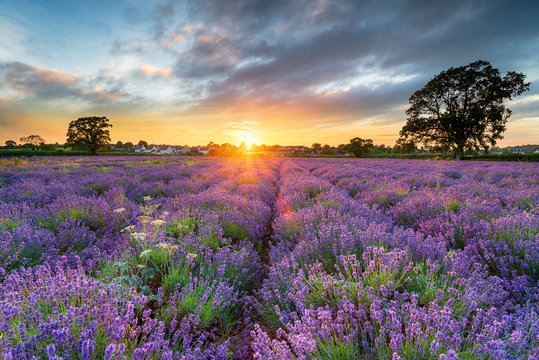 Sunset over beautiful fields of lavender