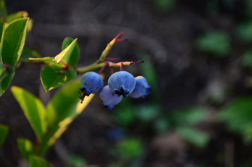 Blueberries - delicious, healthy berry fruit. Vaccinium corymbosum, high huckleberry bush. Blue ripe fruit on the healthy green plant