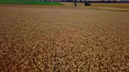 fast flight over a field with full grown crops