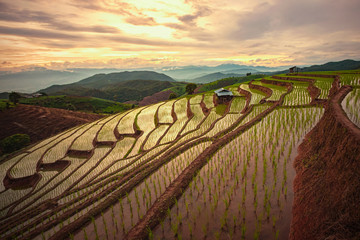Pa Bong Piang Rice Terraces in the rainy season, Chaingmai, Thailand