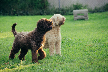 purebred dogs playing outdoor in backyard