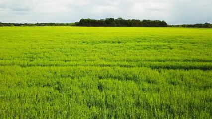 fast flight over a field with full grown crops