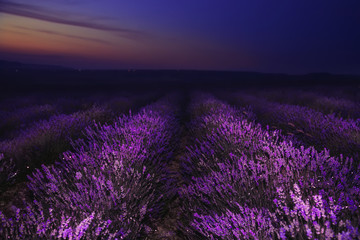 Fototapeta na wymiar Night in the lavender field. Wonderful night landscape.