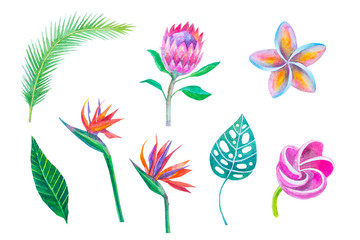 acquerello fiori tropicali esotiche sfondo bianco