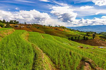 Pa Bong Piang Rice Terraces in the rainy season, Chaingmai, Thailand