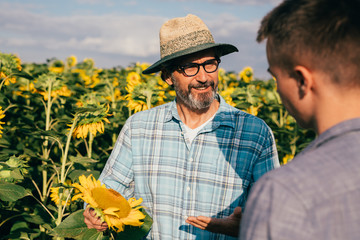 workers examine sunflowers in sunflower field