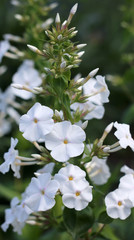 Phlox flowers in bloom. White phloxes