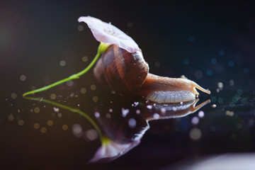 Macro photo of snail on a black background