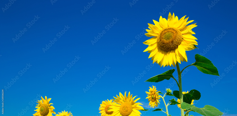 Wall mural sunflower field with cloudy blue sky