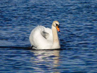 Adult Swan in Ireland in defensive position showing off with blue water at the background. Concepts: Bird, nature, environment, birdwatching