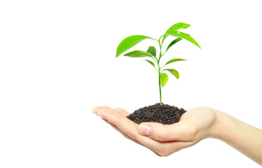 plant in female hands isolated on white background