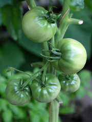 Bunch of green ripening tomatoes 