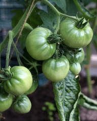 Bunch of green ripening tomatoes 