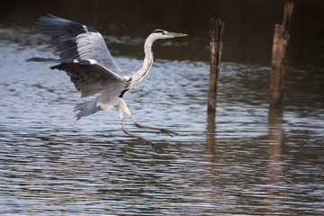 Gray heron in flight