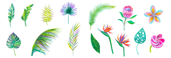 Fototapeta na wymiar set di foglie e fiori tropicali esotici su sfondo bianco, acquerello dipinto piante colorate isolato