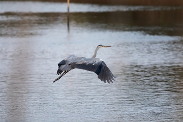 Gray heron in flight