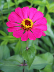 Obraz premium Zinnia elegans flower close up view
