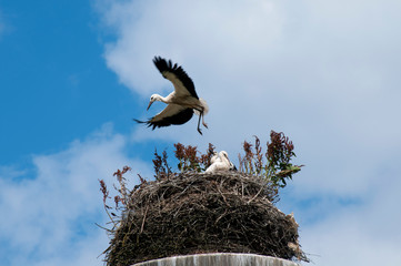 Fototapeta premium Stork birds on the nest on a beautiful day on the blue sky background