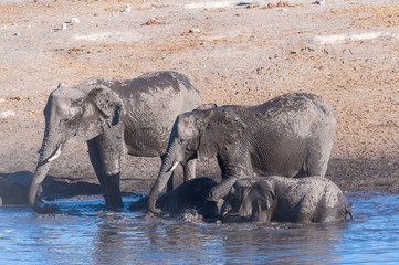 African Elephants drinking at a waterhole in Etosha National Park, Namibia.