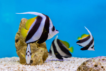 Fototapeta na wymiar About the sea fish and freshwater fish in Aquarium