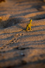 lizard, reptile, nature, animal, wildlife, wild, sand, macro, green, animals, brown, beach, eye, leaf, gecko, tail, frog, desert