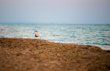 texture, water, abstract, nature, beach,