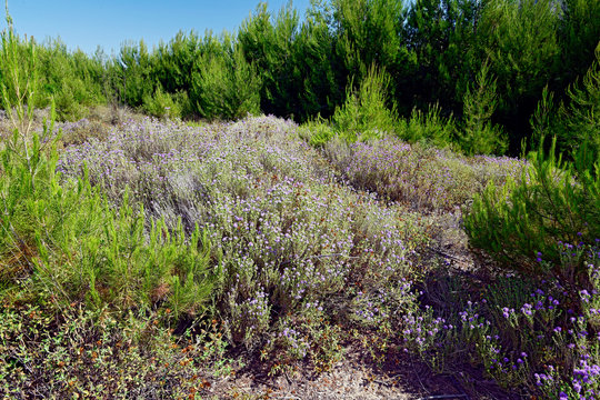 Thymian (Thymus) auf dem Peloponnes, Griechenland - thyme on Peloponnese, Greece