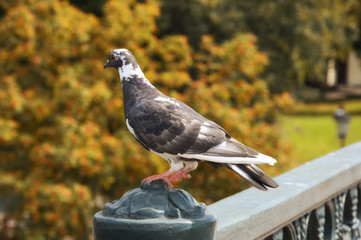 pigeon sitting on a bridge in an urban environment. gray bird on a background of green leaves.