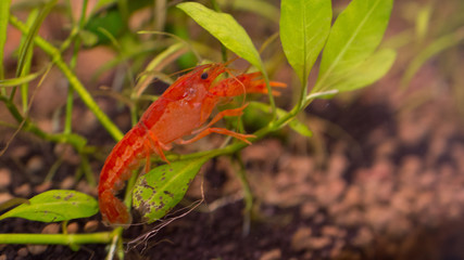 Aquarium - Cambarellus 